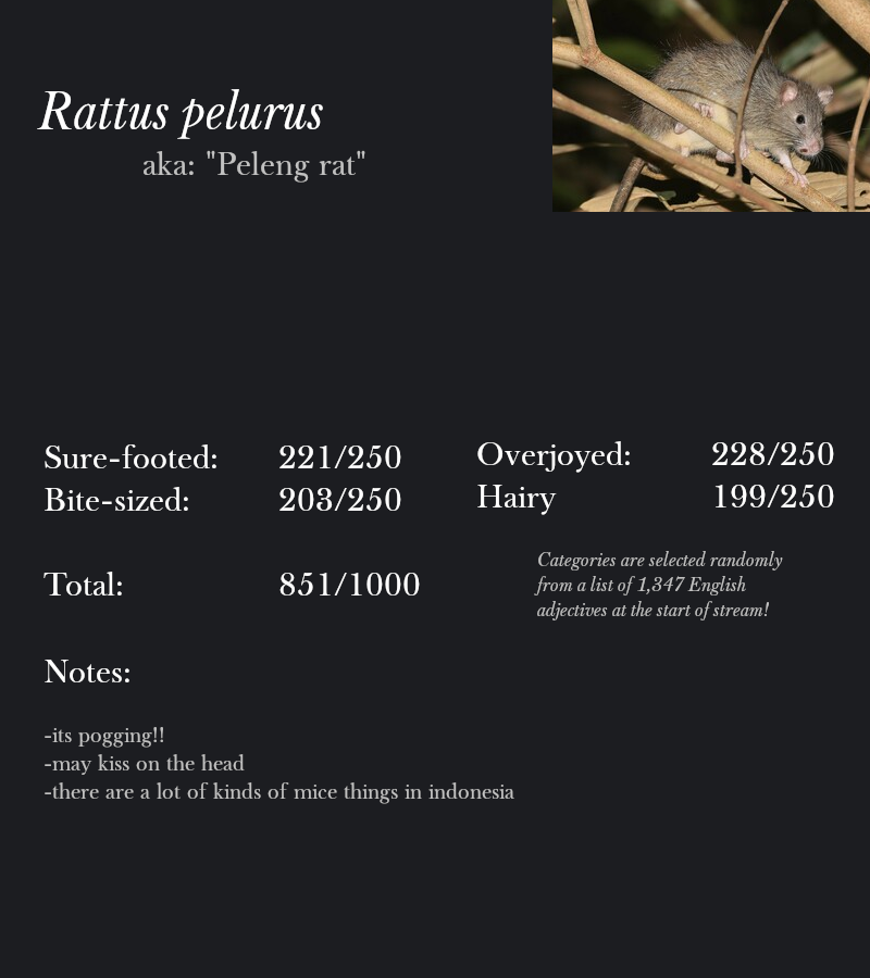 Rattus pelurus